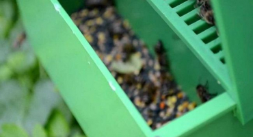 Jak správně sbírat včelí pyl, načasování a další skladování